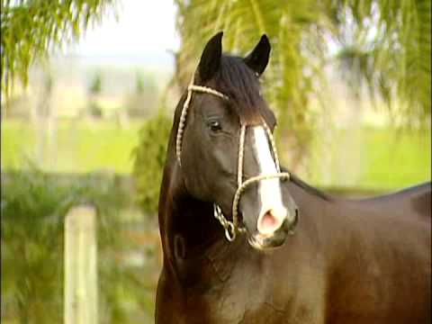 BT Lamborghini Progeny!