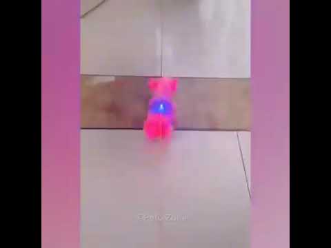 Y decían que los gatos son más tranquilos que los perros ps claramente vemos lo contrario🤣😂😂