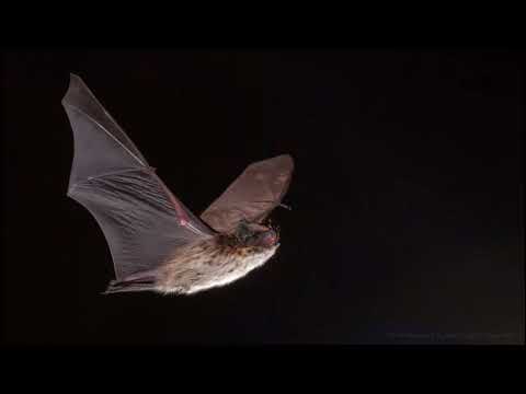 Hypsugo savii [35 KHz] / Ήχοι Νυχτερίδων (Bat Sounds)[International Bat Night]