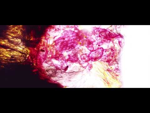 Anoice - autumn waltz (official music video)