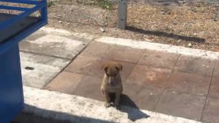 preview picture of video 'A super cute and adorable litter of Thai feral puppies around a bin in Cha Am , Thailand'