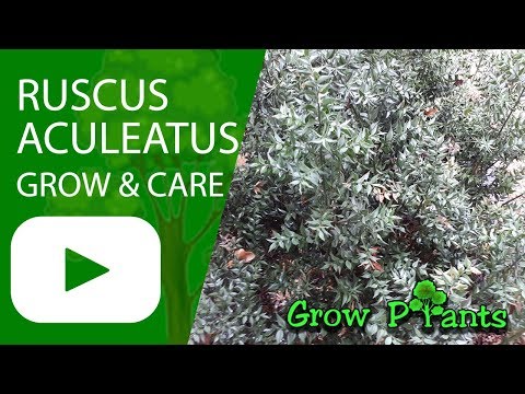 , title : 'Ruscus aculeatus - grow & care (Butcher’s-broom)'
