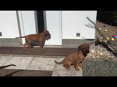 NASIBA - After wake up