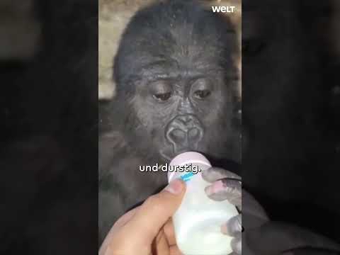Video Thumbnail: SCHOCKFUND AM FLUGHAFEN: Gorilla-Baby in Holzkiste entdeckt!