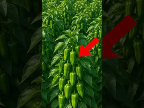 Técnica increíble para cultivar pimientos