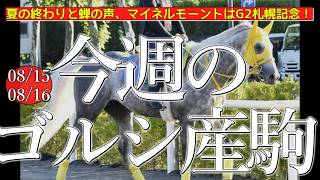 今週のゴールドシップ産駒 (08/15,16)【夏の終わりと蝉の声、マイネルモーントはG2札幌記念！／マイネルアウルムほか】