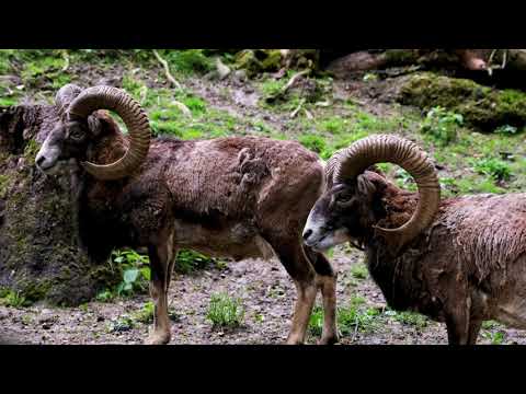 , title : 'Cừu mouflon ( Mouflon sheep )  VIDEO 4K'