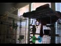 Parrot singing let the bodies hit the floor 