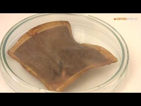 Cristian Paraschiv Pro Nomos, Galeria Romana