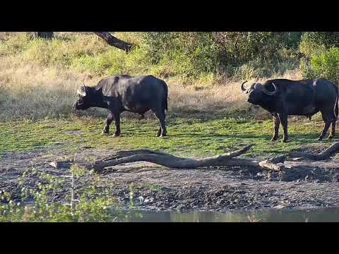 Djuma: Two African Buffalo - 16:08 - 06/29/20