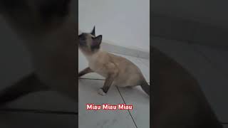 Canção Miau Miau Miau