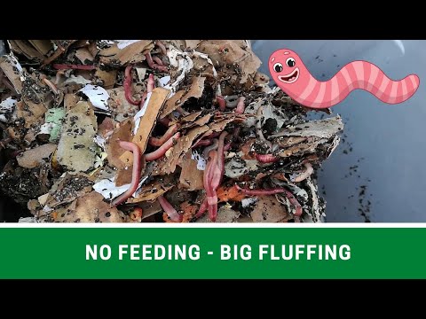NOT feeding my 48 day old worm bin - BIG FLUFFING though! LOTS OF WORMS