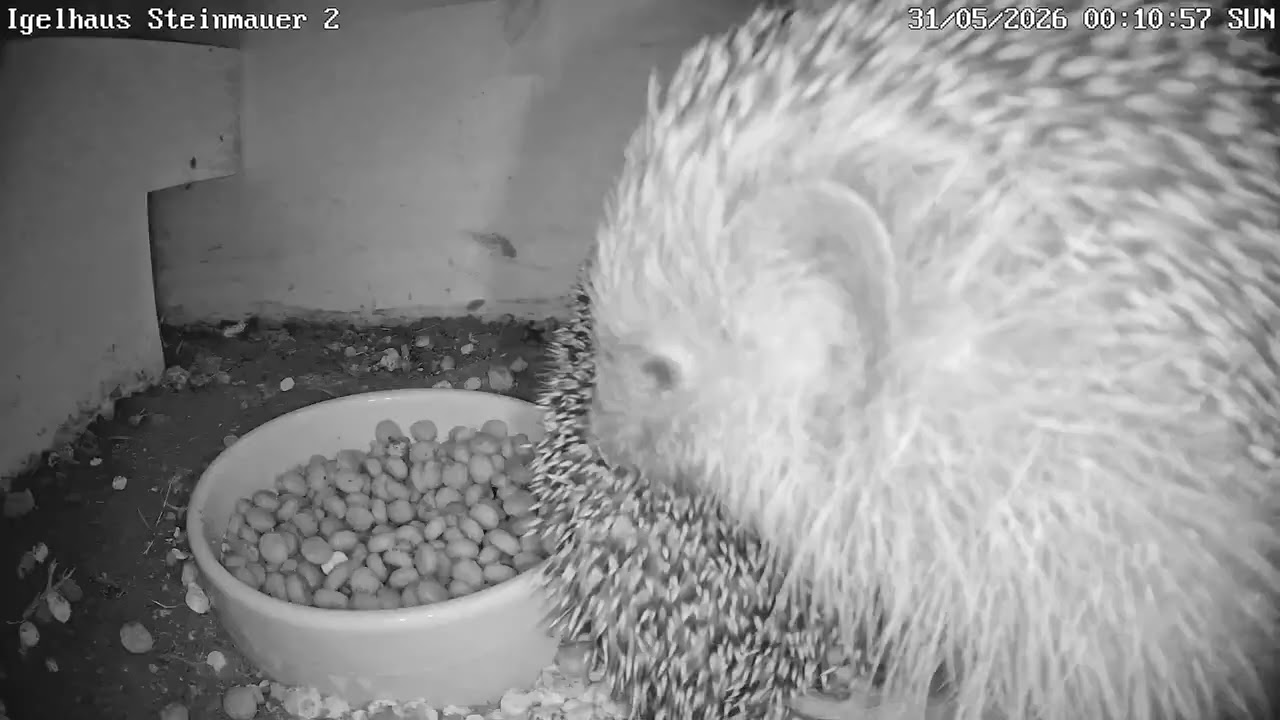 Igelpaarung im Igelhaus?! | 31.05.2026