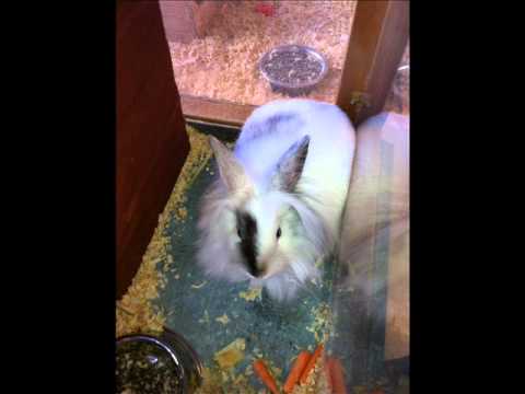 carry out reckoner mashup