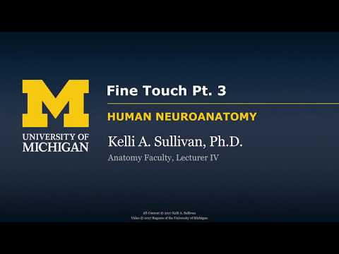 Nervous System: Fine Touch & Proprioception (part 3)