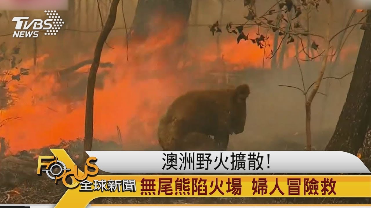 澳洲野火擴散!無尾熊陷火場.婦人冒險救