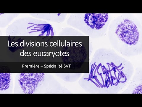 Cours Spé SVT 1eres - Les divisions cellulaires des eucaryotes