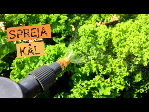 Spreja KÅL - Såhär håller jag min kål fri från kålmal och kålfjäril under sommaren.