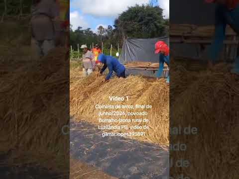 Colheita de arroz,   junho/2026, povoado Burralho (zona rural de Luzilândia PI), gilmar.lopes395891