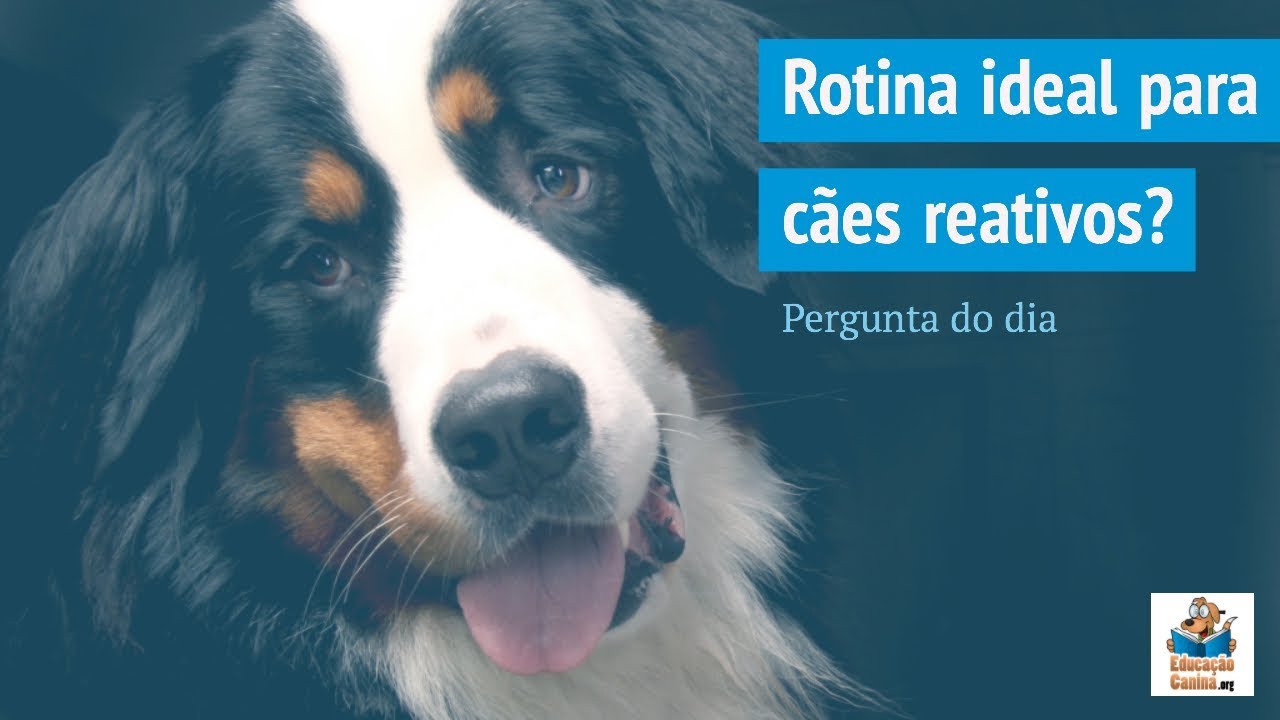 Qual a rotina ideal para um cão reativo