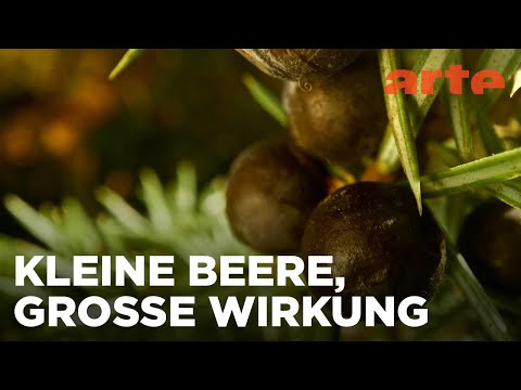 Wacholder aus Albanien | Die Welt der Gewürze | ARTE Fernweh