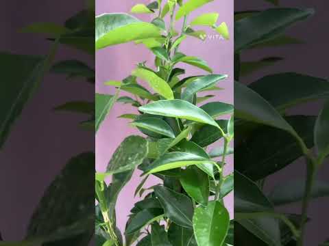 園芸 みかんの木(みかん) 薩摩