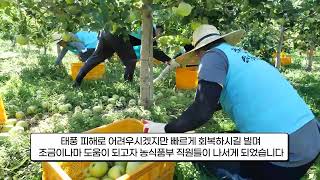 "농가분들 힘내세요" | 농식품부 태풍 피해 일손돕기
