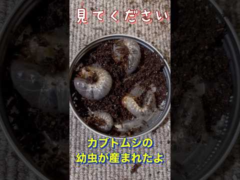 カリウム石鹸：昆虫を自然に駆除するためにどのように使用すればよいですか？  庭園
