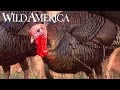 Wild America S10 E9 Wild Turkey Part 1 Full Episode HD