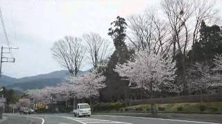 preview picture of video 'Tunnel of cherry blossoms in Gotemba City'