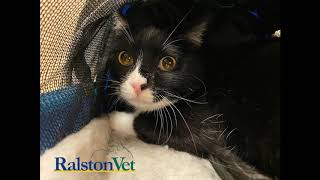 Pets at Ralston Vet