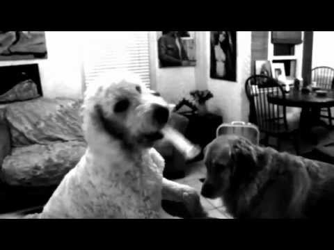 Dogs Being Idiots - I