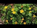 Pookkal Pookkum By Harishankar Status Video