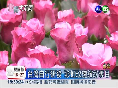 士林官邸賞花趣!"彩虹玫瑰"驚豔