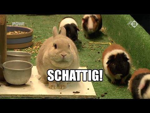 Alle fokkers verzamelen!