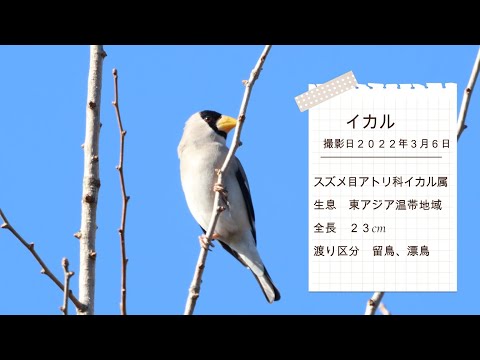 鳥のくちばしの種類