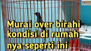 Download lagu Murai over-lust / OB conditions in his house like this❗️ mp3