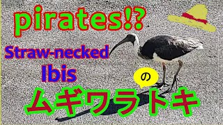 【ケアンズの鳥】ムギワラトキの座談会　【Birds in Cairns】Straw-necked Ibis