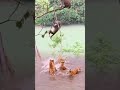 TWO MONKEYS CHASING AFOUR TIGERS IN RIVER🤣🤣