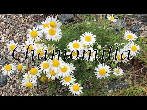 Chamomilla - Kamille - Wenn Veränderungen unerträglich sind - Seelenhomöopathie - Kim Fohlenstein