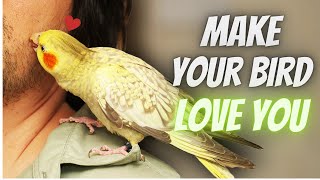 How to make your Cockatiel Love You ?
