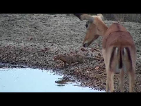 Djuma: Slender Mongoose joins Impalas for a drink - 10/30/19