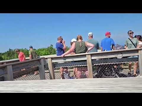 8/8/25 - Eagle Tower @ Pensinula State Park