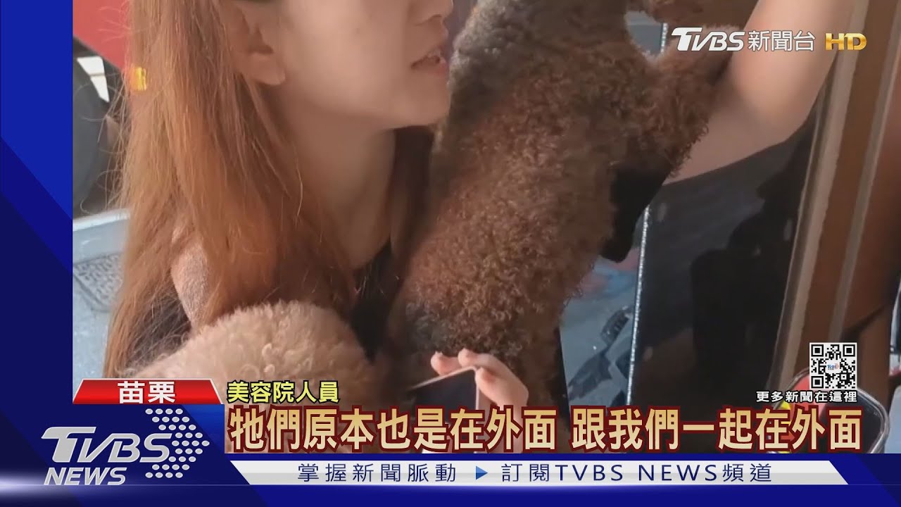 火災煙竄美容院 3女抱5貴賓狗二樓陽台獲救