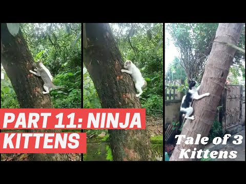 Tale of 3 kittens | Part 11- Ninja kittens