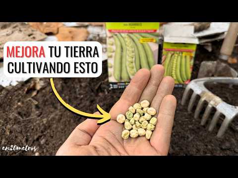 SIEMBRA ORO EN TU HUERTO: mejora tu TIERRA con HABAS y GUISANTES: Fertiliza Enriquece || en20metros