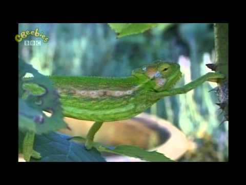 Teletubbies (1997) - Chameleons [Clip]