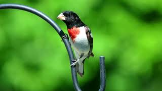 Download lagu Rose-breasted Grosbeak song, beautiful Rose-breasted grosbeak call [HD Rose-breasted grosbeak sound] mp3