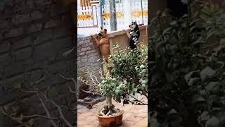 VIDEO LUCU & MEME LUCU ? #shorts #funny #memes #humor #lucu #komedi #ngakak #kocak #viral