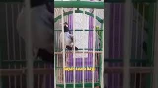 Download lagu JALAK SUREN SUARA ANEH mp3 Download lagu JALAK SUREN SUARA ANEH mp3